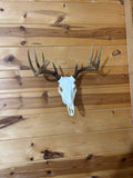 Deer Skull