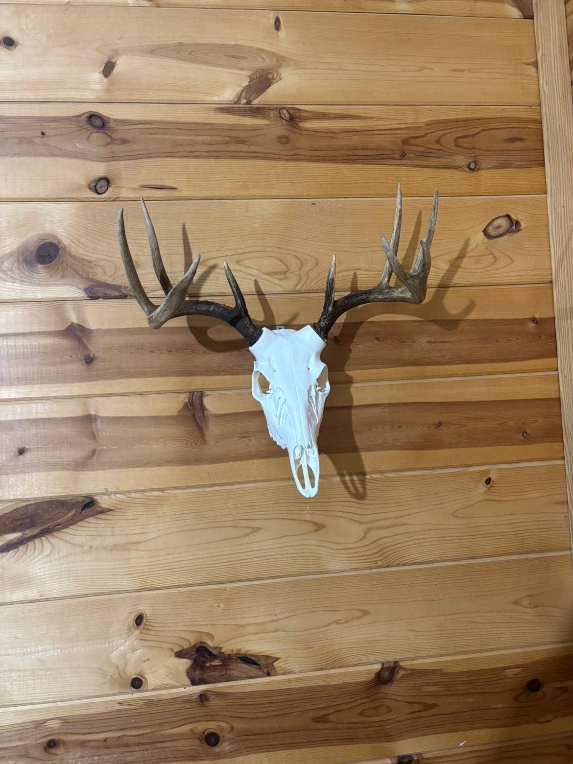 Deer Skull